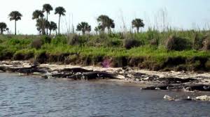 In the parking lot in front of the main building. Florida Alligators On The St Johns River Youtube