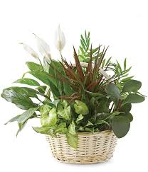 Selecting flowers may be a bewildering experience for the uninitiated man. Get Well Gifts For Men Fromyouflowers