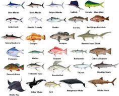 71 Best Florida Fish Images Florida Fish Flat Fish Fish