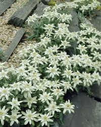 Edelweiss Strahlende Blutensterne Steingarten Alpine Pflanzen Winterharte Stauden