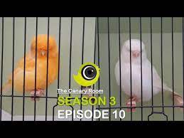 Get exclusive deals with groupon. The Canary Room Season 3 Episode 10 A Norwich Canary Special Youtube