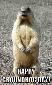 Share the best gifs now >>>. Groundhog Sniffing Gif Groundhog Sniffing Wiggle Gifs Groundhog Day Gif Groundhog Happy Groundhog Day