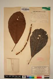 Image result for Uapaca guineensis