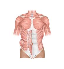 The major muscle in the chest is the pectoralis major. Anatomy Front View Of The Human Thoracic And Abdominal Wall Muscles Stock Illustration Illustration Of Abdominis Oculi 55488814
