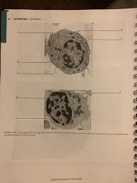 Maybe you would like to learn more about one of these? 40 Lab Exercise 4 Cell Anatomy Wwwwwwwww Figure 4 5 Chegg Com