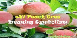 Fortunately, horticulturalists have developed several cultivars with chill requirements of under 450 hours, meaning. 47 Peach Tree Meaning Symbolism