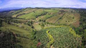 Forest conservation act, 1980 was enacted by parliament of india to control the deforestation of the forest areas in india. Designing Optimal Human Modified Landscapes For Forest Biodiversity Conservation Arroyo Rodriguez 2020 Ecology Letters Wiley Online Library