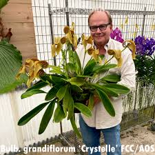 Image result for Bulbophyllum stolzii