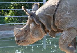 Examples of translating «sumbu» in context Odd Toed Ungulate Simple English Wikipedia The Free Encyclopedia
