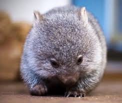 Baby Wombat Cute Animals Baby Wombat Baby Animals