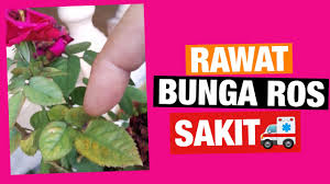Ingin diingatkan bahawa penjagaan pokok bunga english rose ini tidaklah serumit yang di sangka. Merawat Pokok Ros Sakit Dengan Baja Organik Milagro Youtube