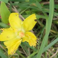 Image result for Hypericum aethiopicum
