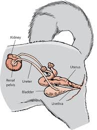 In both men and women, the urology system is the part of the body that deals with urination. The Urinary System Of Dogs Dog Owners Merck Veterinary Manual