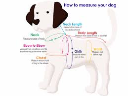 Depending on the breed, it is typically right behind their front legs. How To Measure Your Dog Pittapatta Boutique
