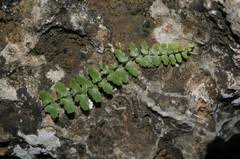 Image result for Asplenium diplazisorum