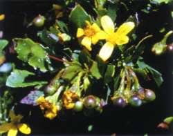 Image result for Chrysanthemoides monilifera