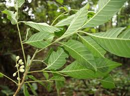 Image result for Trichilia