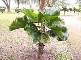 We did not find results for: Buy 10 Ruffled Fan Palm Tree Seeds Licuala Grandis By Seeds And Things In Cheap Price On Alibaba Com