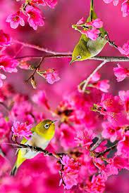 306,000+ vectors, stock photos & psd files. Pin By Grace Leach On Birds Bird Wallpaper Animals Beautiful Colorful Birds