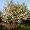 This most petite of all crabapples is grown as a top graft. Https Encrypted Tbn0 Gstatic Com Images Q Tbn And9gctn2nalvgib0gpuyl53xkjfmoimoevrj Ud2otwsfebz1jakdzi Usqp Cau