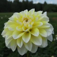Dahlia tubers can be planted outside after frost, or started off in pots under glass in late winter to early spring. Cactus Dahlias Dahlia Tubers Order Dahlia Tubers Online Delivery By Courier