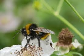 Image result for Bombus vestalis