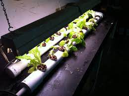 Home Made Diy Dft Nft Pvc Hydroponic System Hydroponics System Homemade Hydroponic System Aquaponics