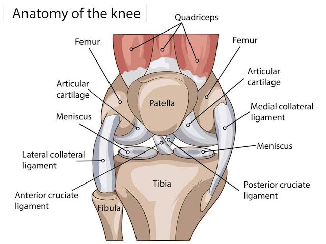 Anatomy of the Knee Joint, AI generated