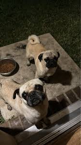 We found this English bulldog someone abandoned her, needs a home is sweet  and gets along well with other animals. We cannot keep her... If anyone is  interested in her please let