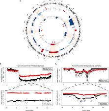 It is not cancer, and it does not raise your risk for prostate cancer. Breast And Prostate Cancers Harbor Common Somatic Copy Number Alterations That Consistently Differ By Race And Are Associated With Survival Bmc Medical Genomics Full Text