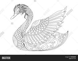 About swan coloring page for adults & kids graphic. Swan Coloring Page Vector Photo Free Trial Bigstock