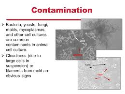 • techniques • failure points/monitoring. Plant And Mammalian Tissue Culture Culture Systems And Aseptic Technique Ppt Download