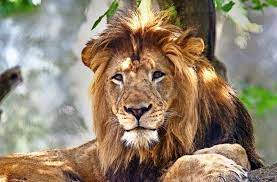 Löwen springen große huftiere von hinten an, um sie zu fall zu bringen. Todlicher Streit Unter Lowen Lowin Totet Im Zoo Den Vater Ihrer Lowenjungen Panorama Stuttgarter Nachrichten