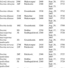 Image result for Swertia kilimandscharica