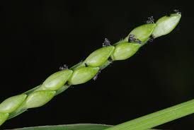 Image result for Urochloa platynota