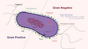 bacterial structures microbiology medbullets step 1