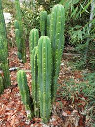 Image result for cactus cuttings