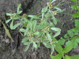 Image result for Gnaphalium