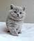 Blue British Shorthair Kittens