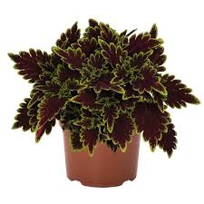 Image result for Coleus buchananii