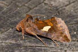 Image result for Autographa bractea