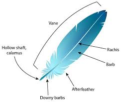 Birds Of A Feather 2020 Itv Feathers Asu Ask A Biologist Feather Anatomy Types Of Feathers Feather
