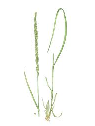 Image result for Pycnanthus