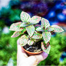 Image result for Hypoestes