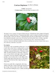 Image result for Carissa bispinosa