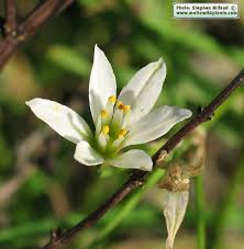Image result for Nothoscordum borbonicum