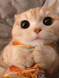 Video Funny Cat In 2020 Cute Cat Wallpaper Baby Cats Cute Baby Cats
