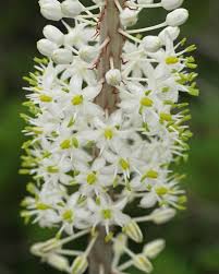 Image result for Drimia