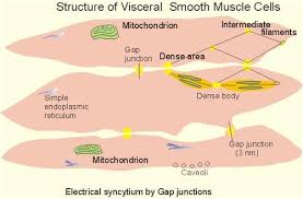 It is layered in a distinctive pattern of circular layers. Smooth Muscle Function And Structure