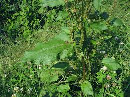 Image result for Rhipidoglossum bilobatum